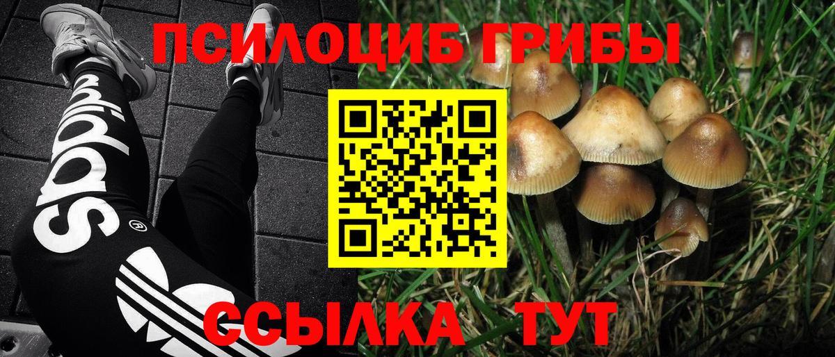 Псилоцибиновые грибы Psilocybe Кыштым